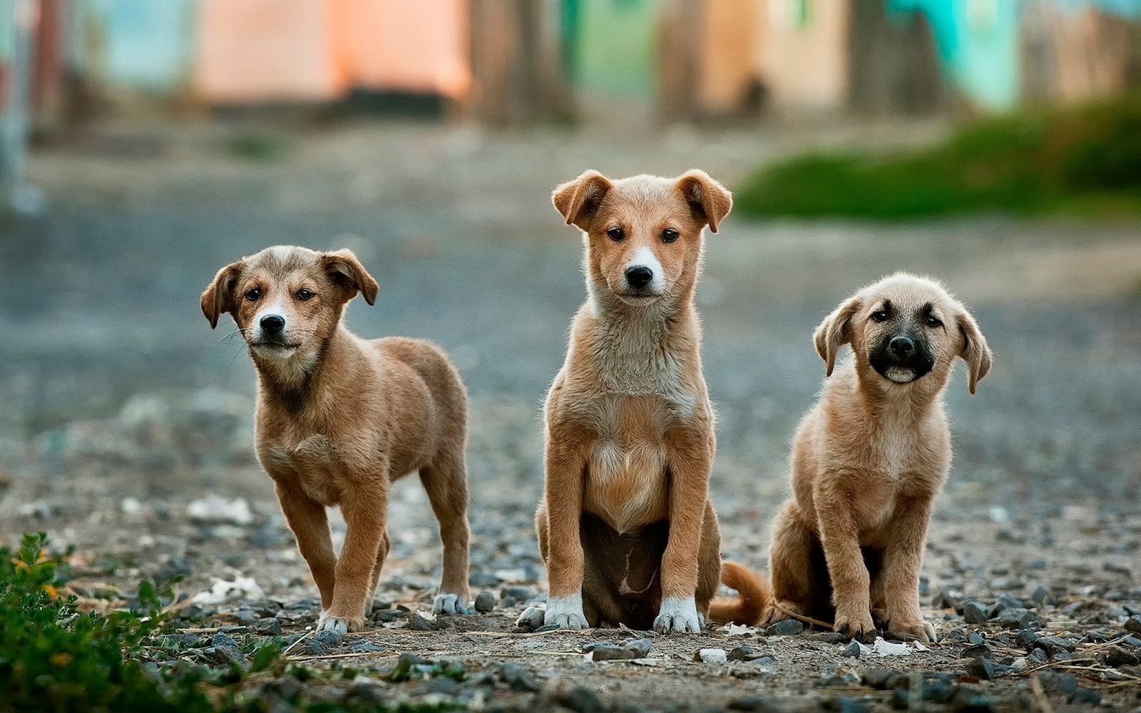 Licking County Humane Society selective focus photography of three brown puppies