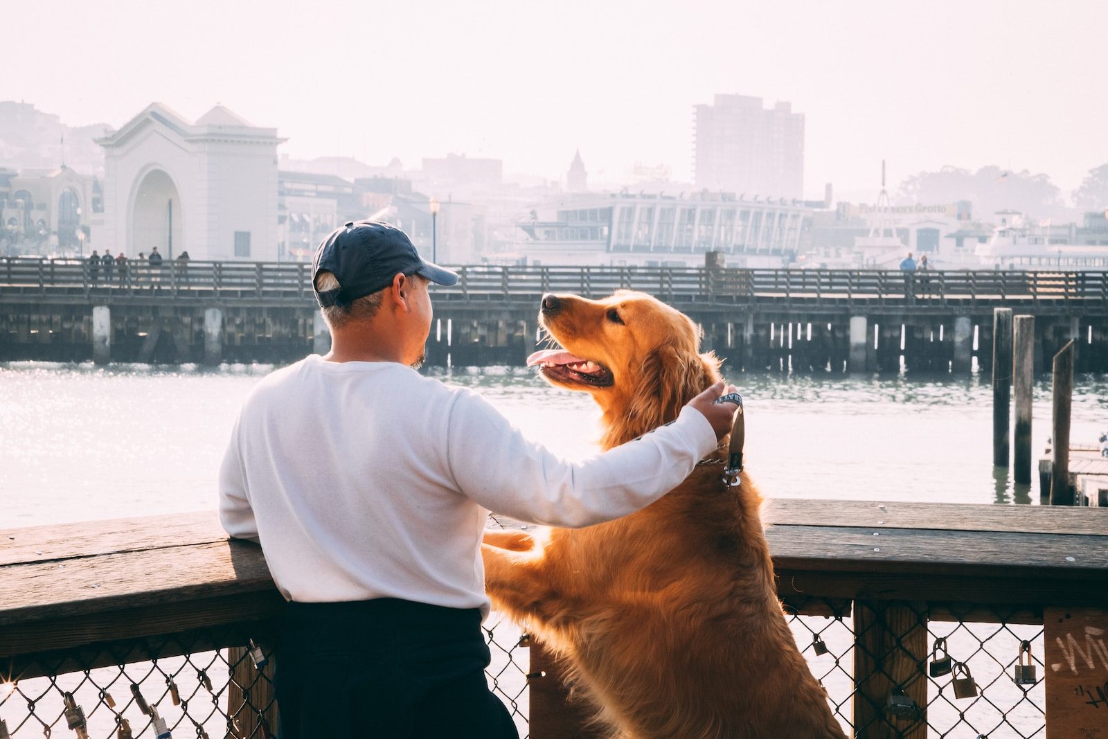 Licking County Humane Society man standing near Golden Labrador retriever viewing bridge and high-rise buildings