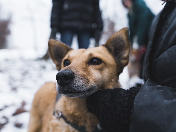 dog