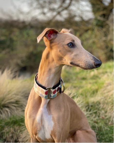 martingale collar
