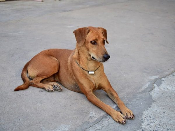 mexican brown