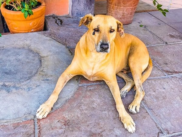 mexican dog