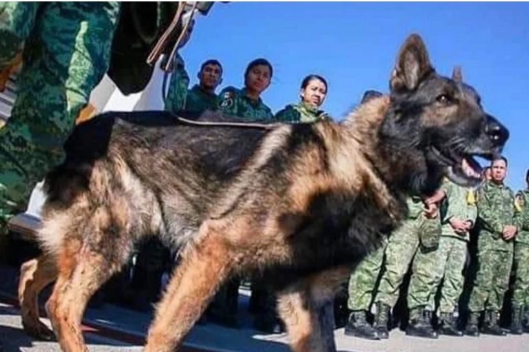 Mexican Rescue Dog Proteo
