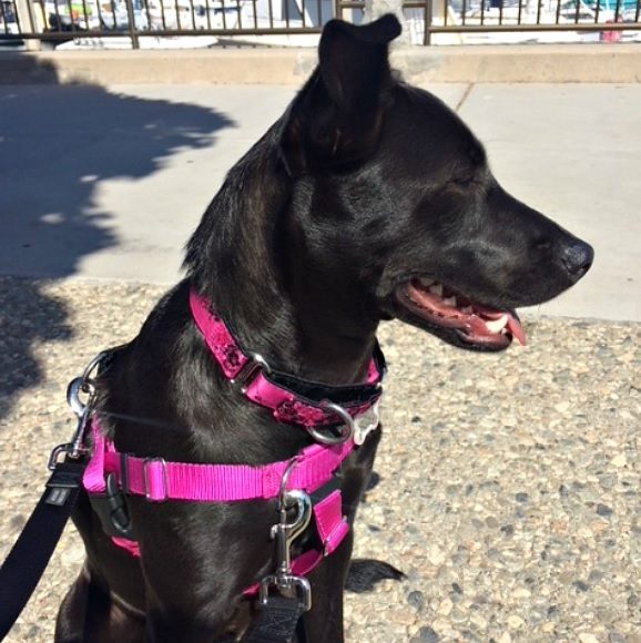martingale collar