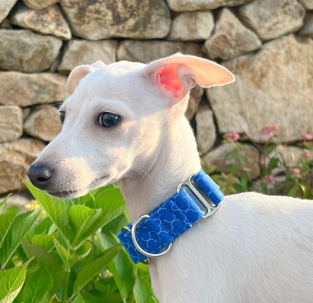 martingale collar