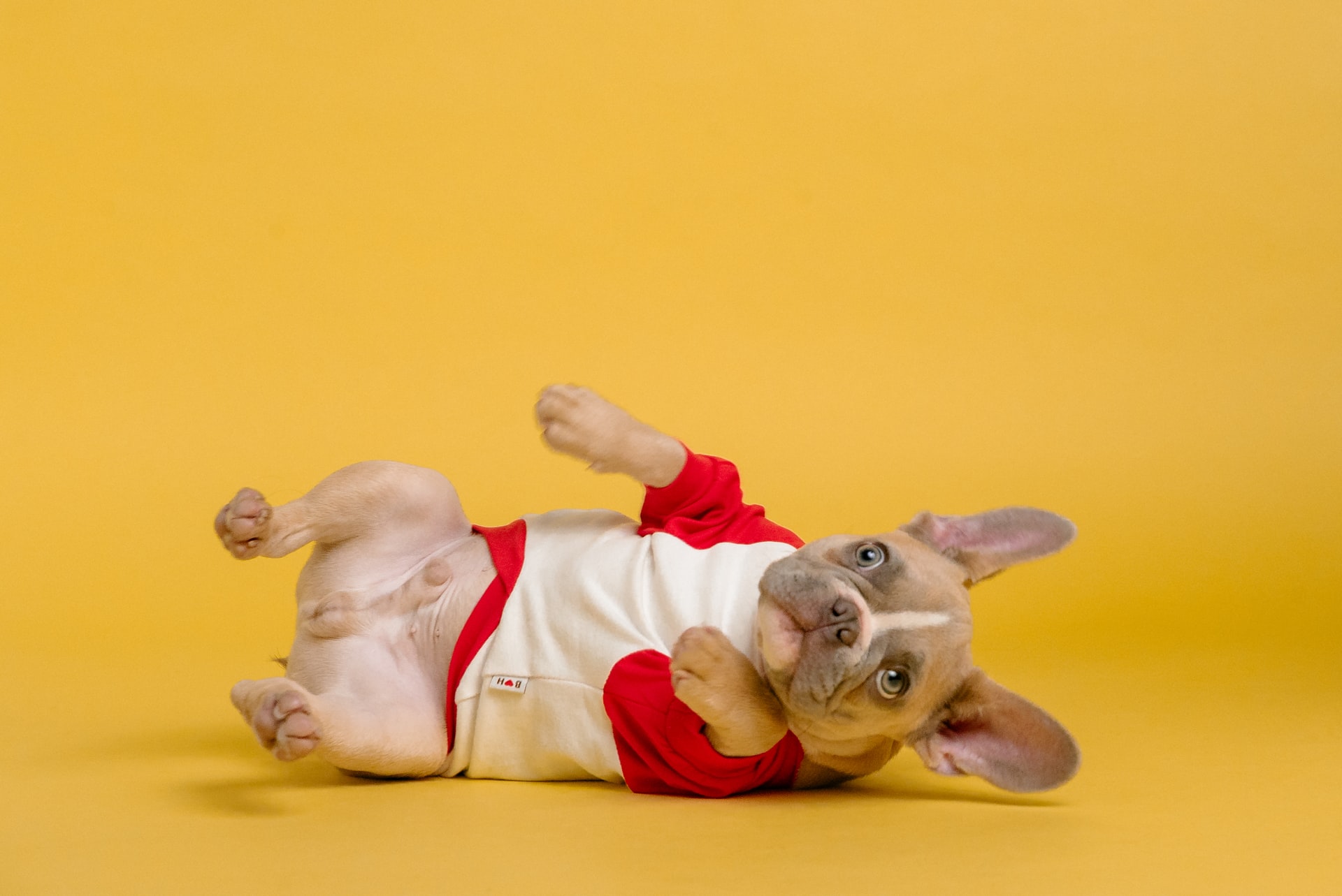 Dogs Stomach Gurgling