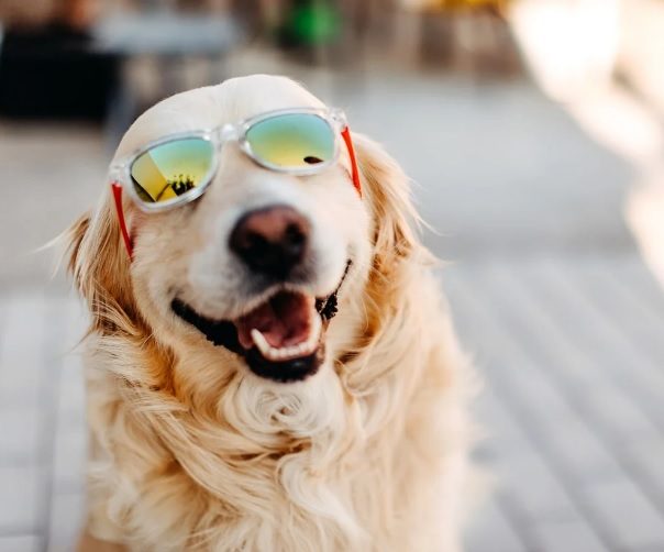 Names For Dogs Male