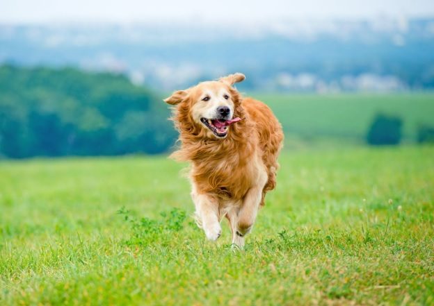 Names For Dogs Male