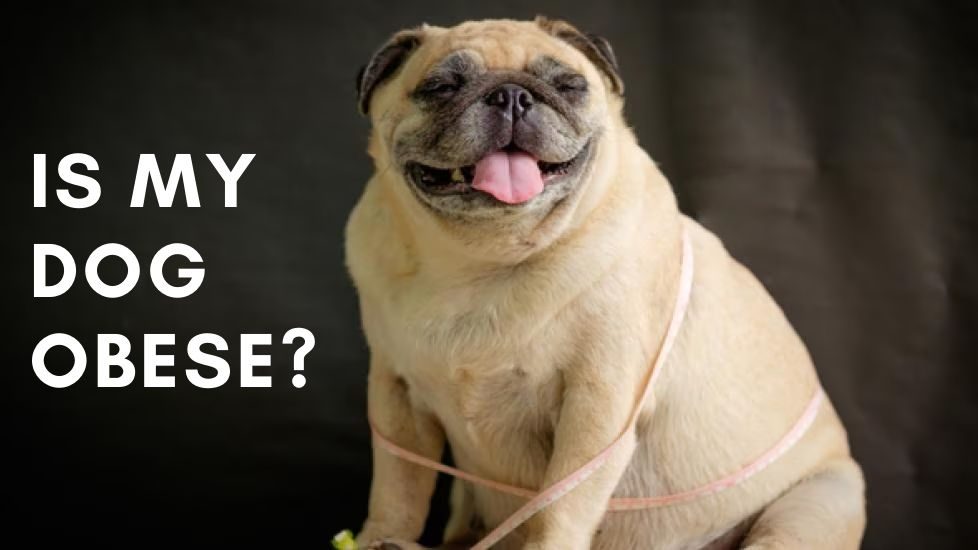 obese dog