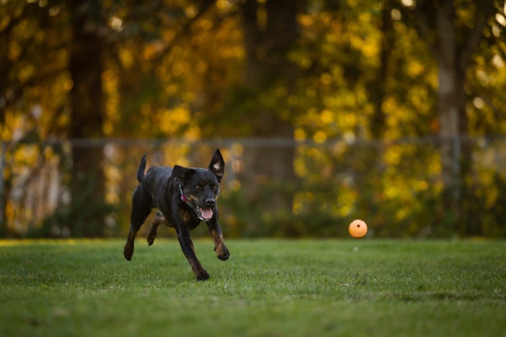 outside dog