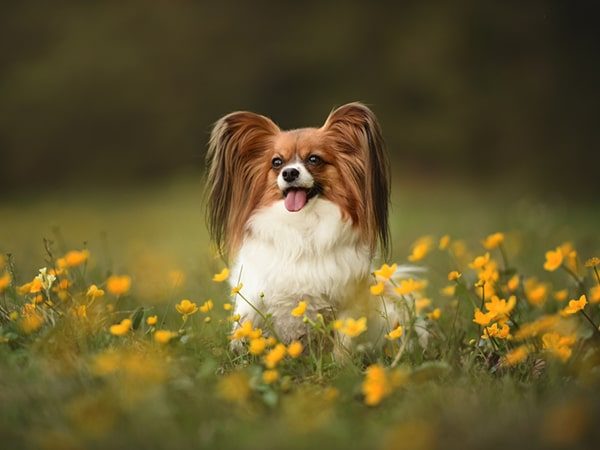 papillon dog-min papillon dog