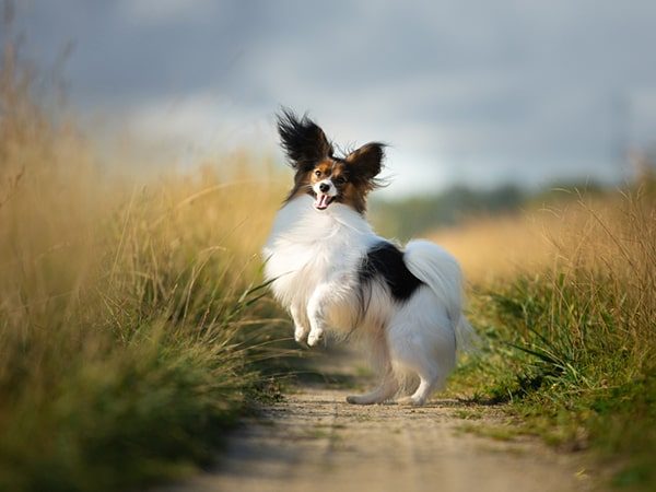 papillon happy-min papillon happy