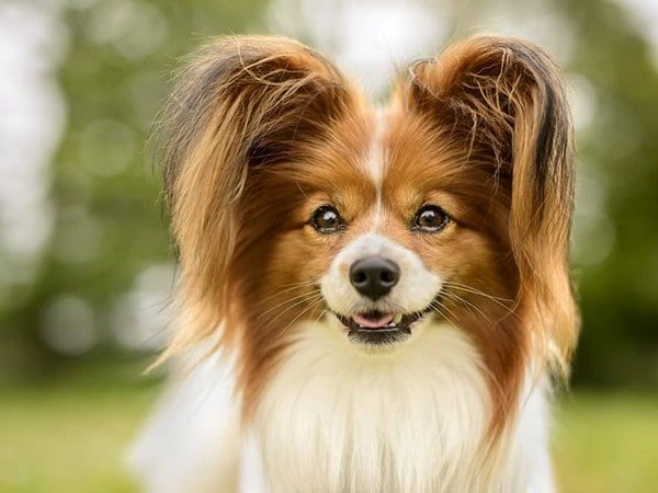 papillon
