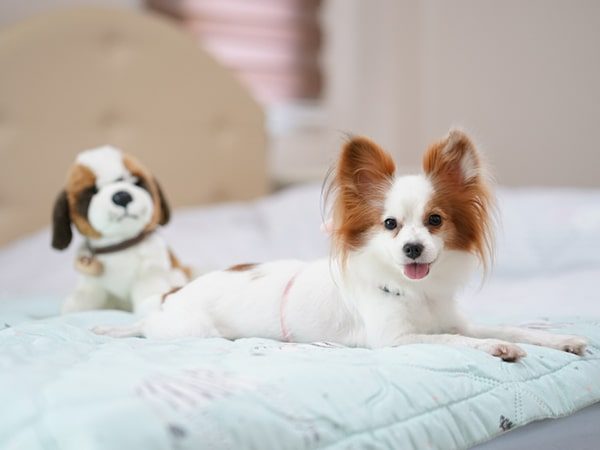 papillon on bed-min papillon on bed