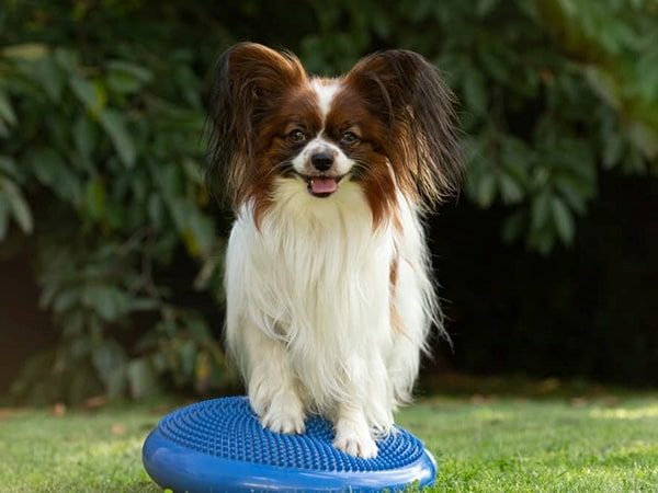 papillon playing-min papillon playing