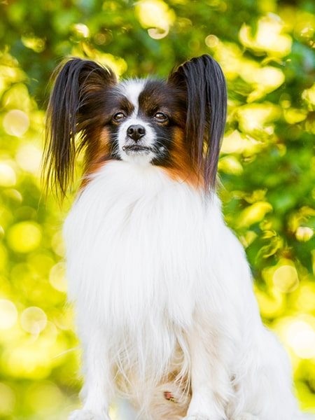 papillons dog-min papillons dog