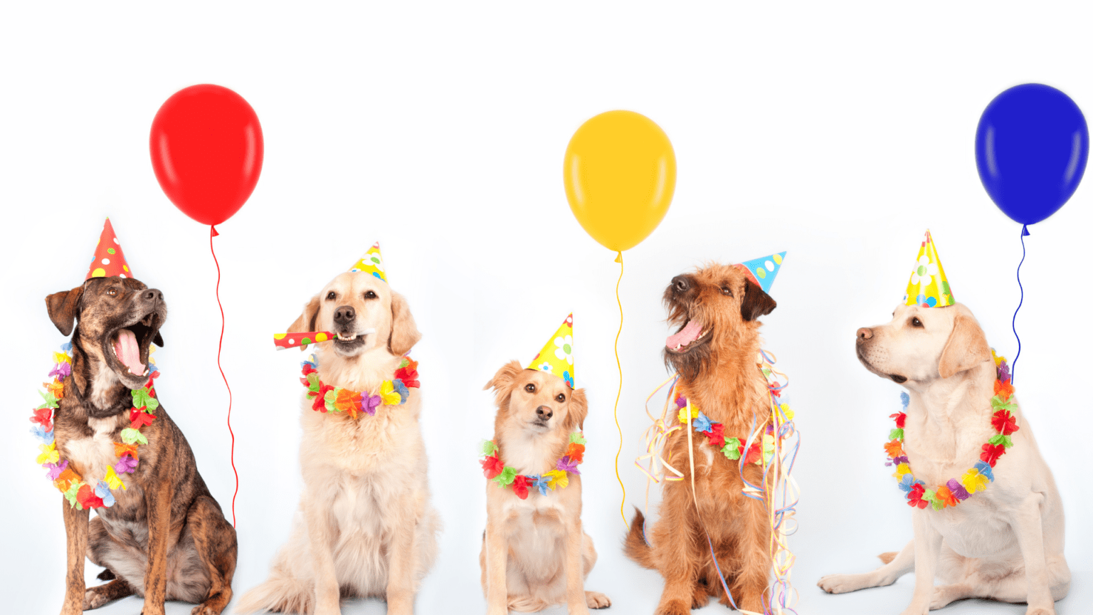 Dog's Birthday
