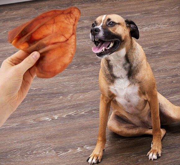 pig ears for dogs