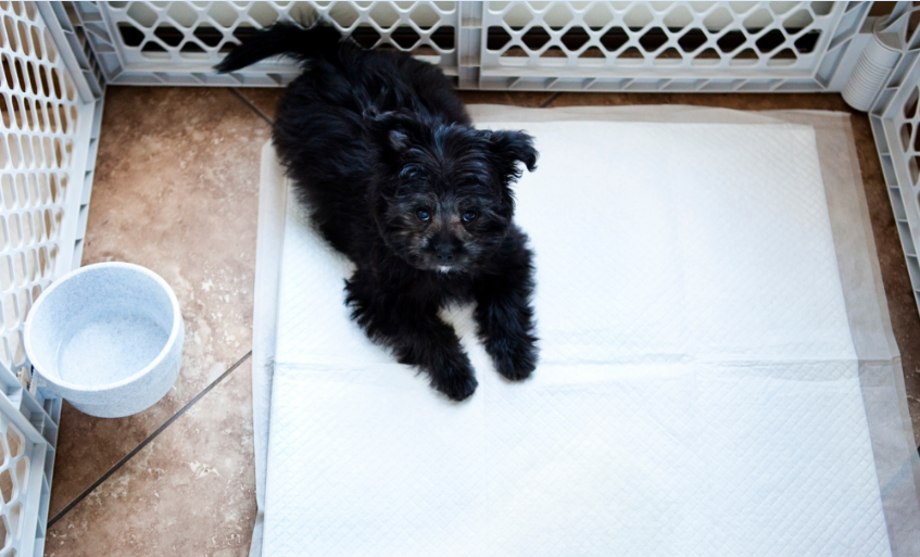 How To Potty Train A Dog