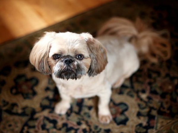 Adorable Pugapoo – All the Fun of a Pug and a Poodle in One