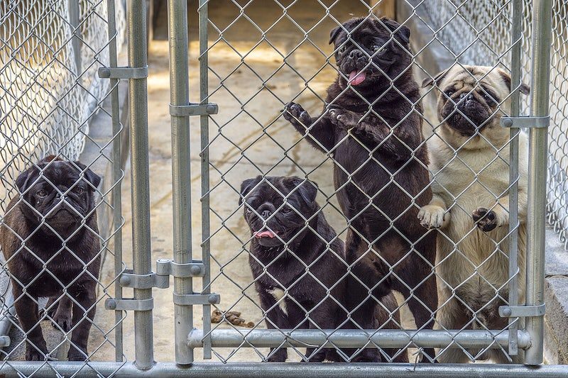puppies in dog kennels