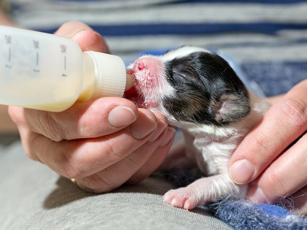 puppy feed