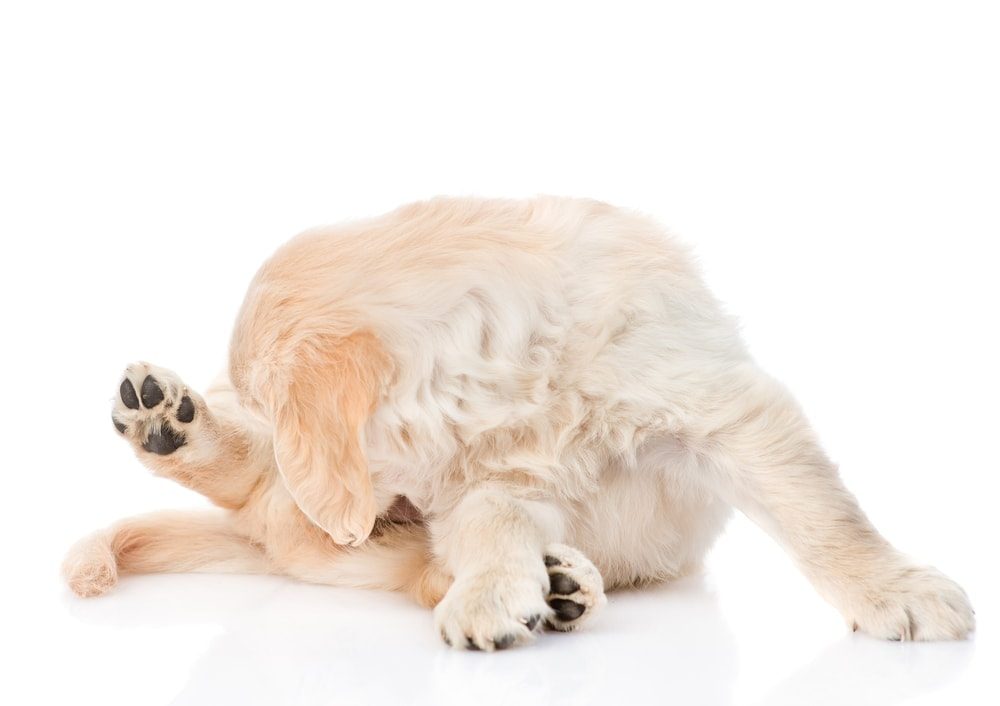 Why Do Dogs Sniff Butts