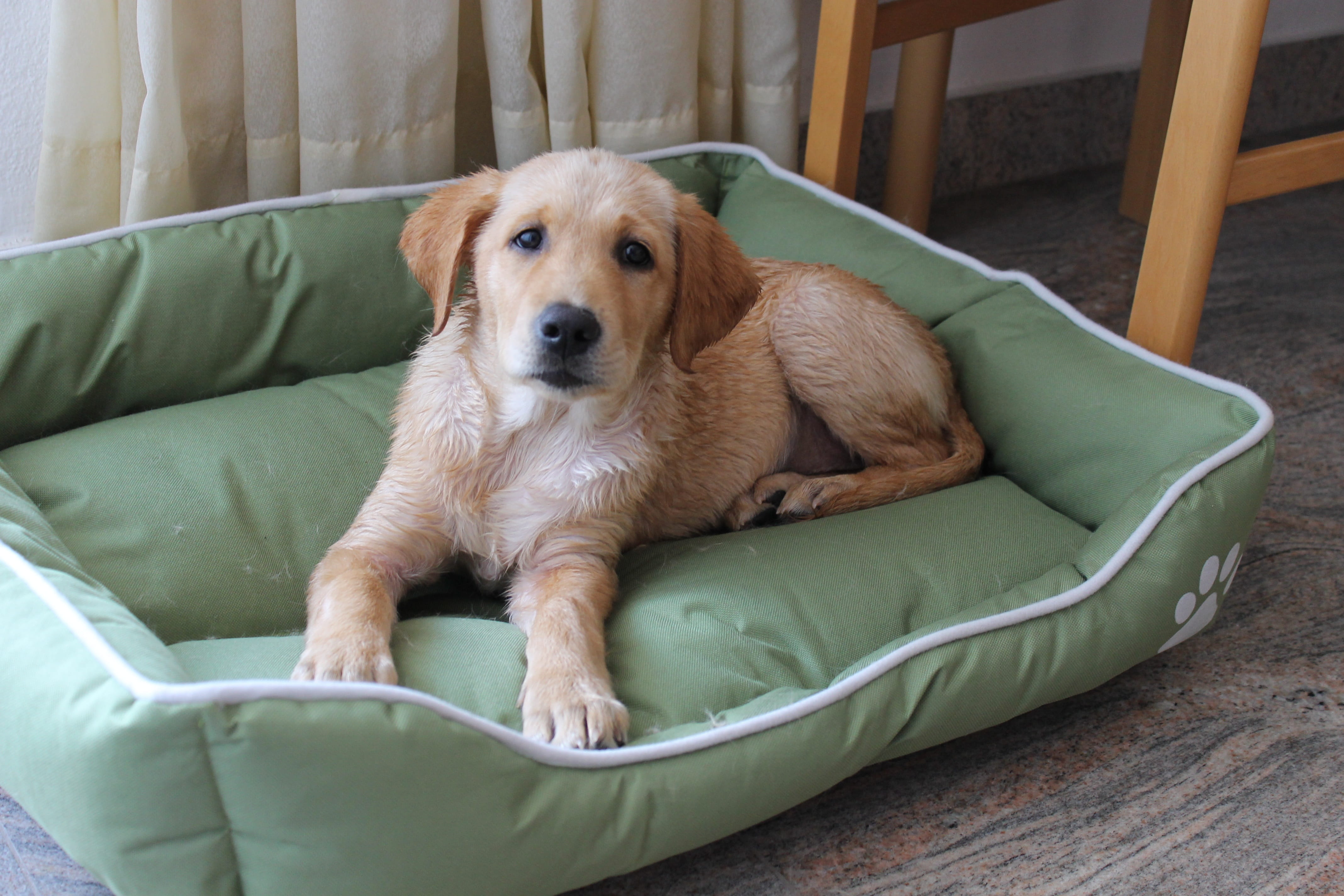 Orthopedic Dog Beds