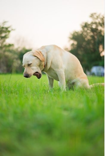 Dog Coughing