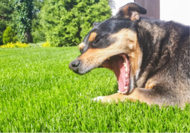 Dog Coughing