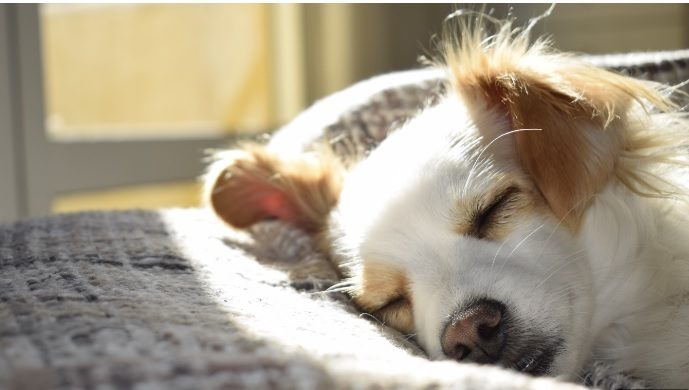 dog coughing