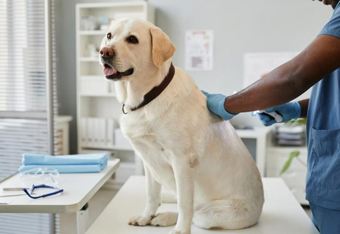 dog coughing 
