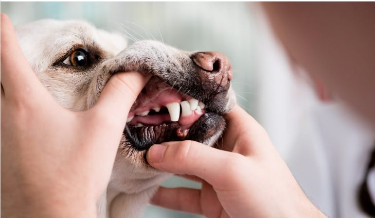 dog coughing