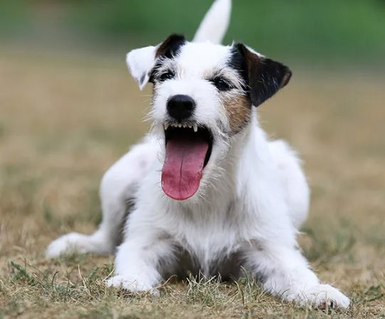 Dog Coughing