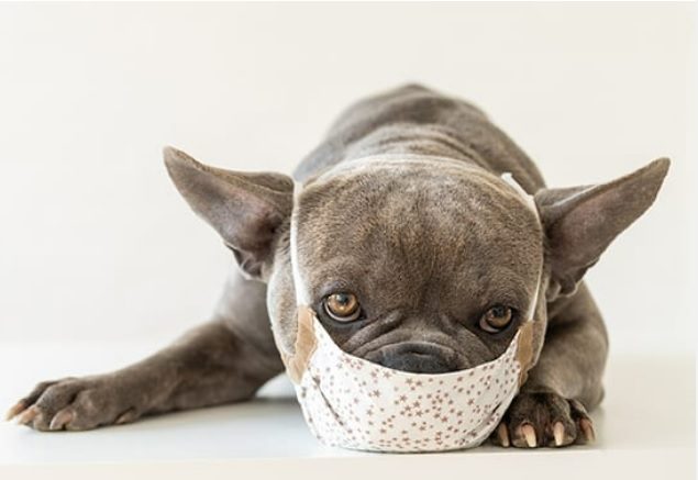 Dog Coughing 