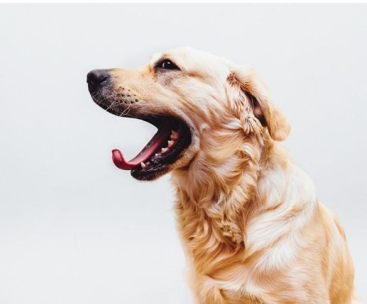 Dog Coughing 