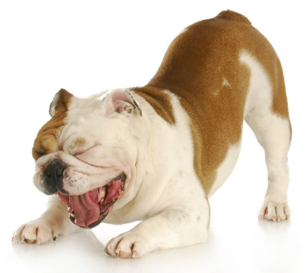 Dog Coughing 