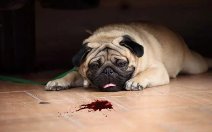 Dog Coughing 