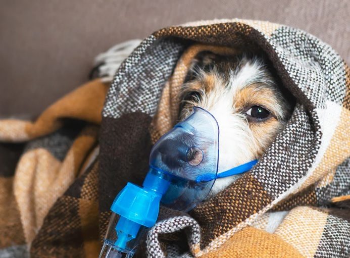 Dog Coughing