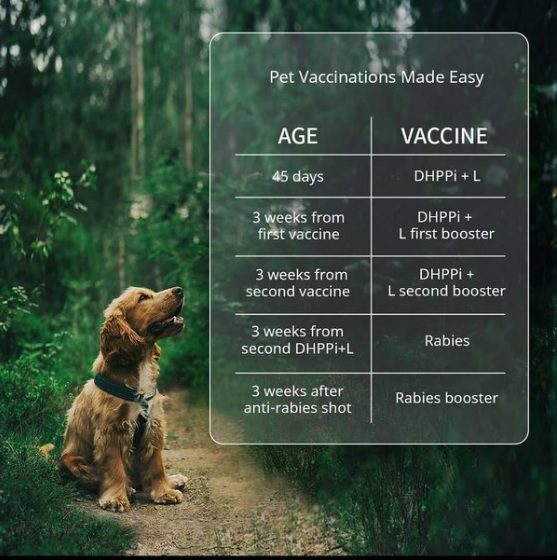 Do Dogs Need Rabies shots