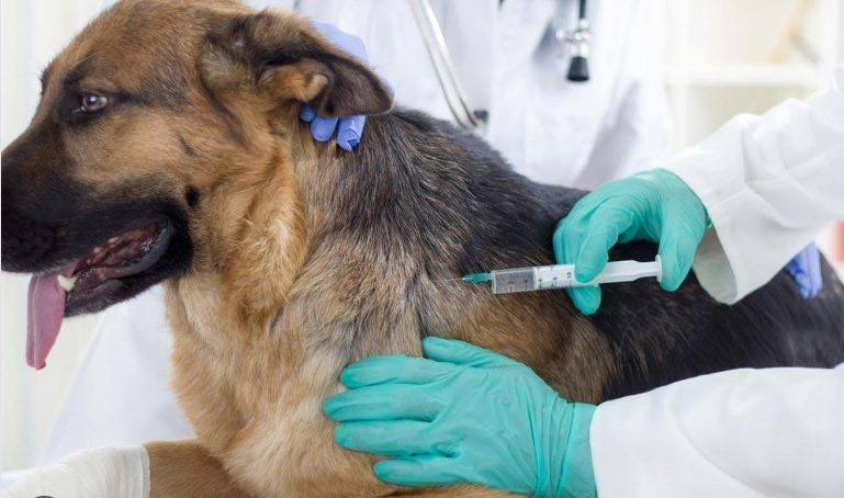 Do Dogs Need Rabies shots