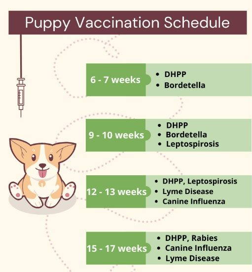 Do Dogs Need Rabies shots