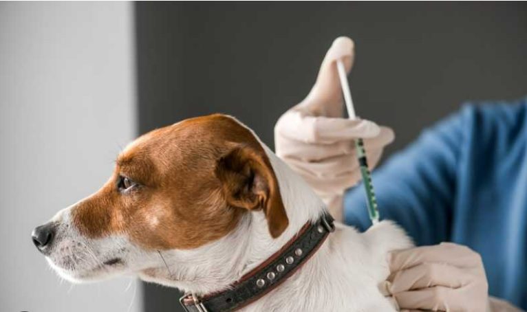 Do Dogs Need Rabies shots