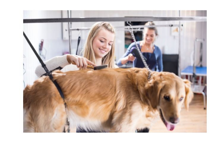reducing dog shedding