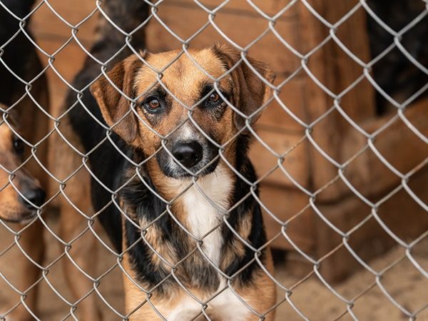 rehoming stray