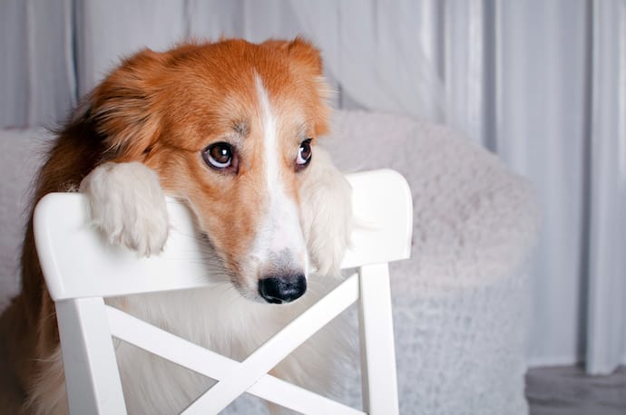 Why Do Dogs Whine