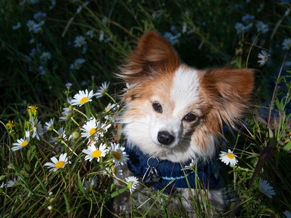 sad papillon-min sad papillon