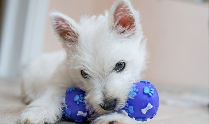 Squeaky Toys