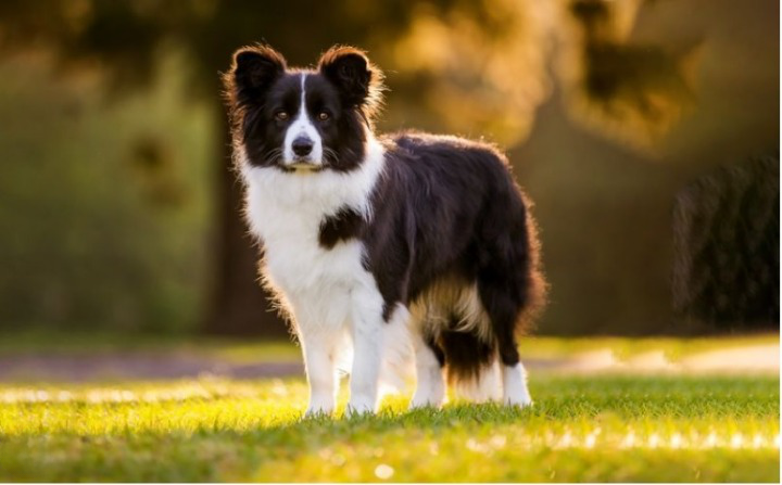 Smartest Dog Breeds
