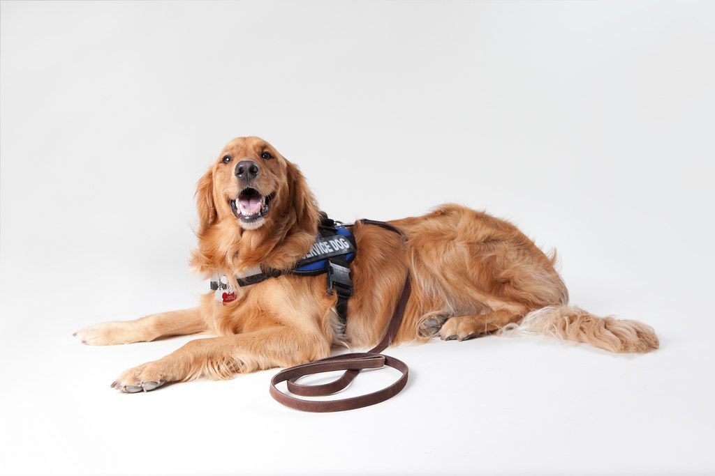 service dog certification: service dog at rest